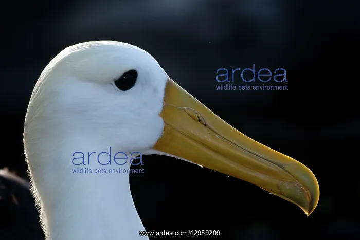 : Waved Albatross : Waved Albatross