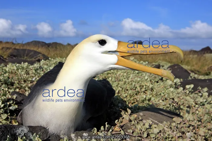 : Waved Albatross : Waved Albatross