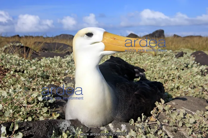 : Waved Albatross : Waved Albatross