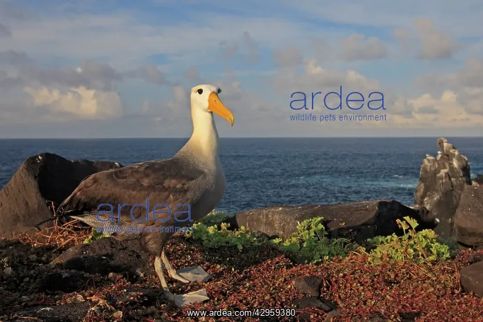  : Waved Albatross