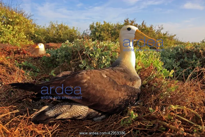: Waved Albatross : Waved Albatross