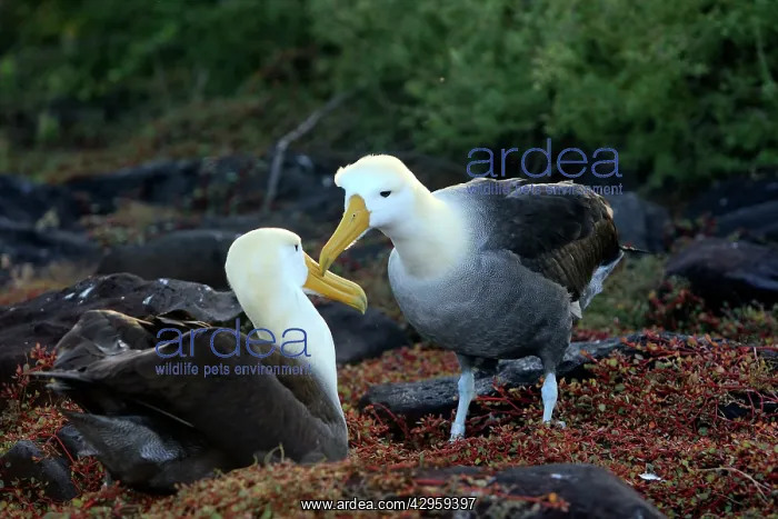 : Waved Albatross : Waved Albatross