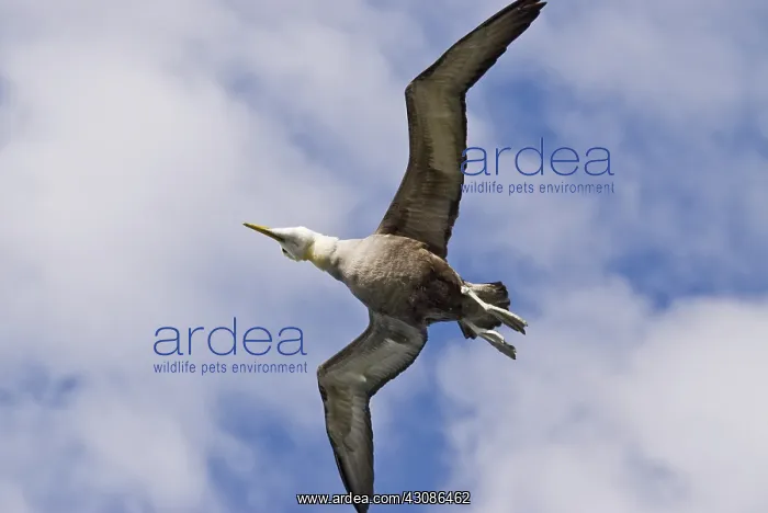  : Waved albatross