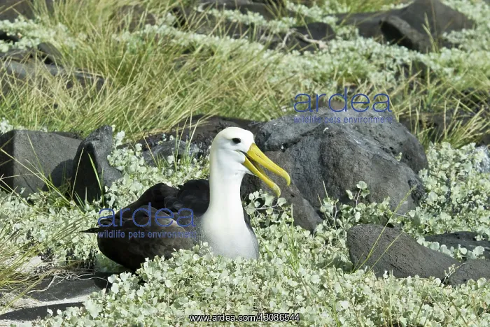 : Waved albatross : Waved albatross