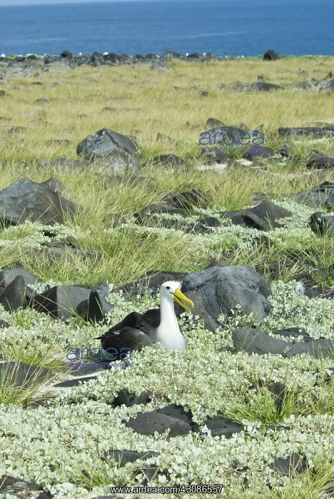  : Waved albatross