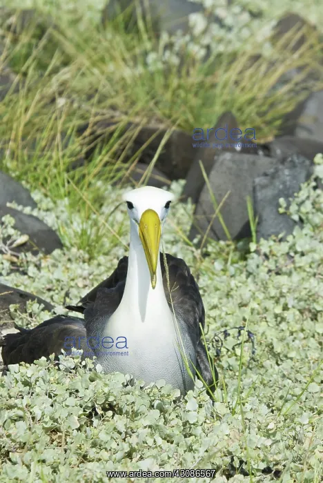 : Waved albatross : Waved albatross