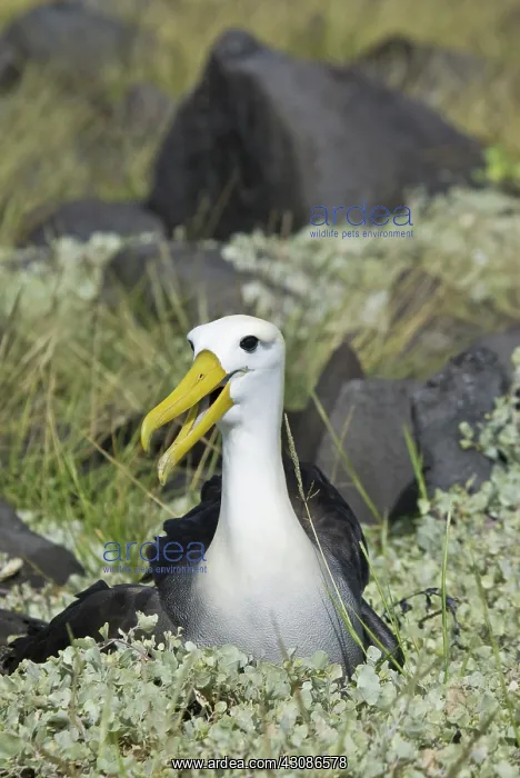 : Waved albatross : Waved albatross