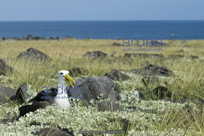 : Waved albatross : Waved albatross