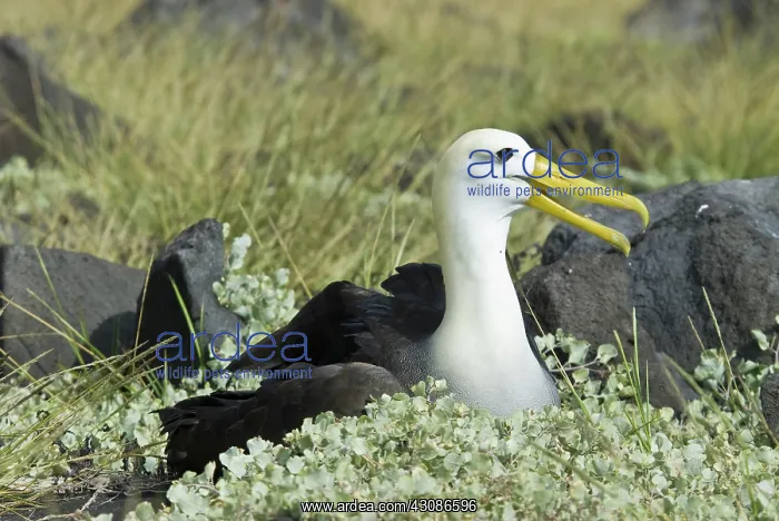 : Waved albatross : Waved albatross