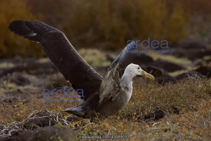 : Waved Albatross : Waved Albatross