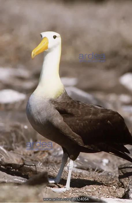 : Waved ALBATROSS : Waved ALBATROSS