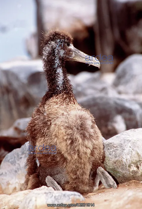 : Waved Albatross - chick : Waved Albatross - chick