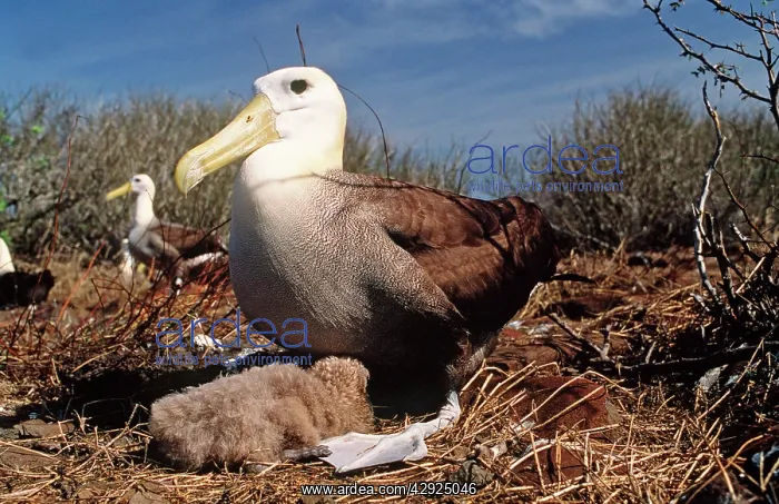 : Waved Albatross - with chick at nest : Waved Albatross - with chick at nest
