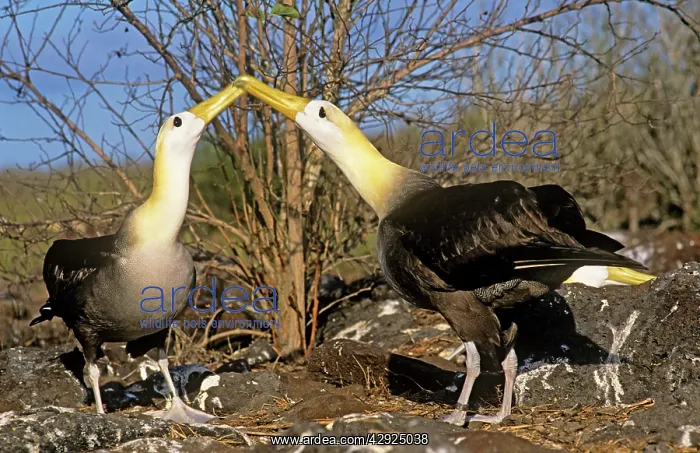 : Waved Albatross - courtship display : Waved Albatross - courtship display