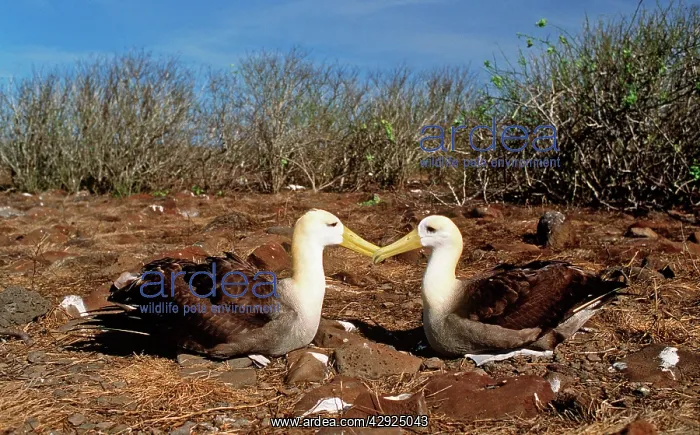 : Waved Albatross - courtship display : Waved Albatross - courtship display