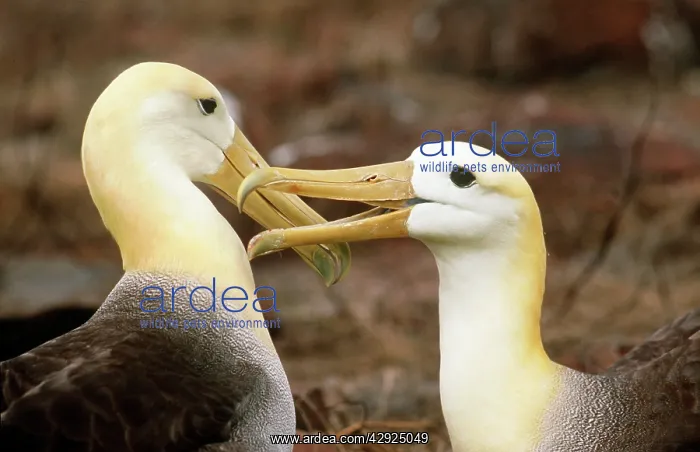 : Waved Albatross - courtship display : Waved Albatross - courtship display
