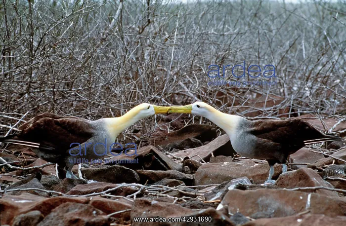 : Waved Albatross - courtship display : Waved Albatross - courtship display