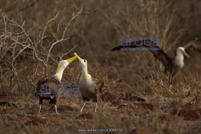 : Waved Albatross courtship ritual : Waved Albatross courtship ritual