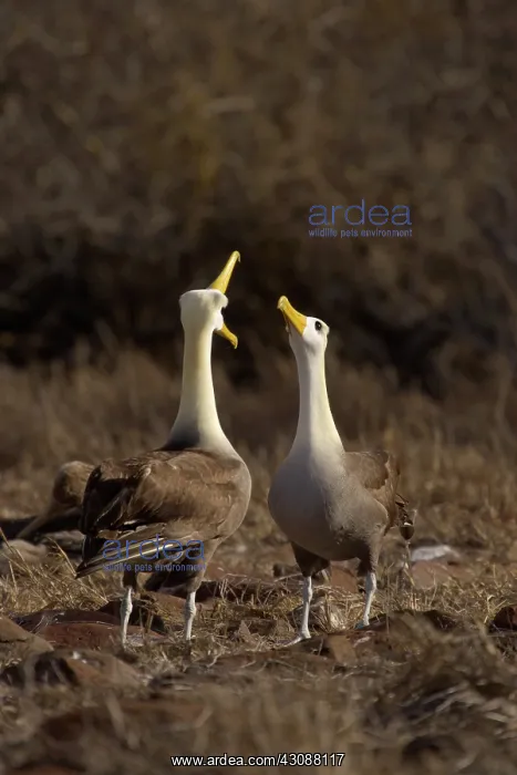 : Waved Albatross courtship ritual : Waved Albatross courtship ritual