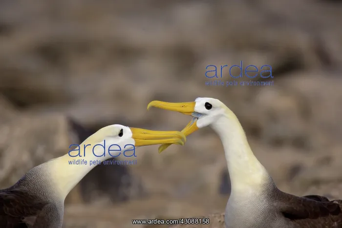 : Waved Albatross courtship ritual : Waved Albatross courtship ritual