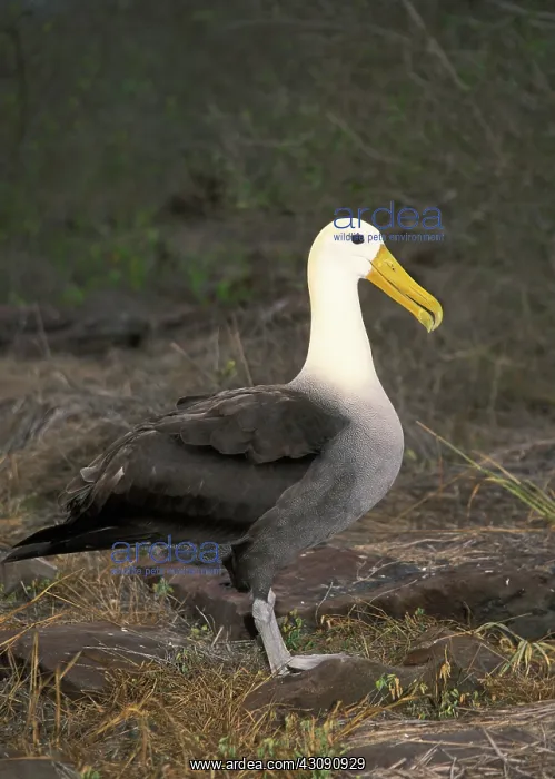 : Waved Albatross (Diomedea irrorata) : Waved Albatross (Diomedea irrorata)