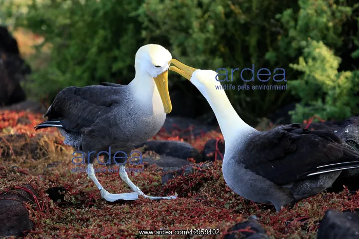 : Waved Albatross - display : Waved Albatross - display