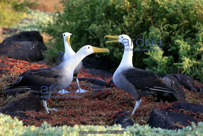 : Waved Albatross - display : Waved Albatross - display