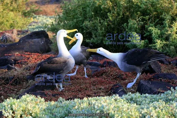 : Waved Albatross - display : Waved Albatross - display