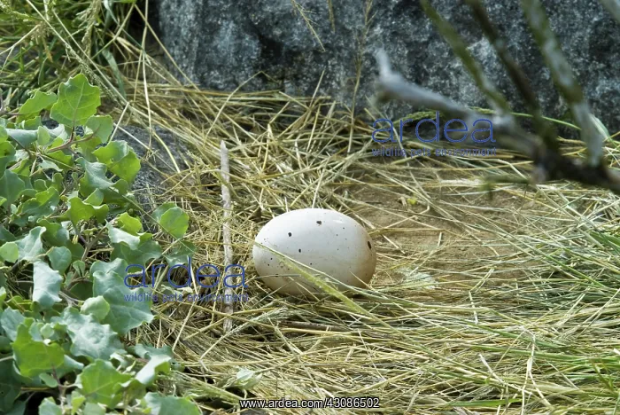 : Waved albatross egg : Waved albatross egg