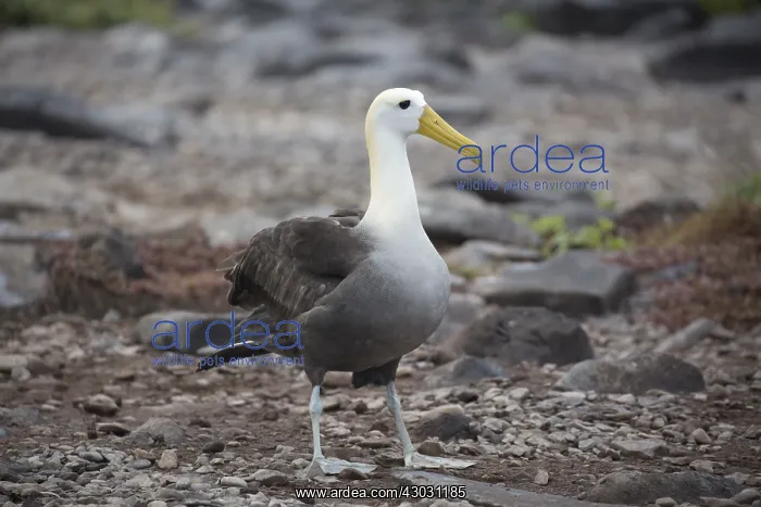 : Waved Albatross - On Espanola Island - Galapagos : Waved Albatross - On Espanola Island - Galapagos