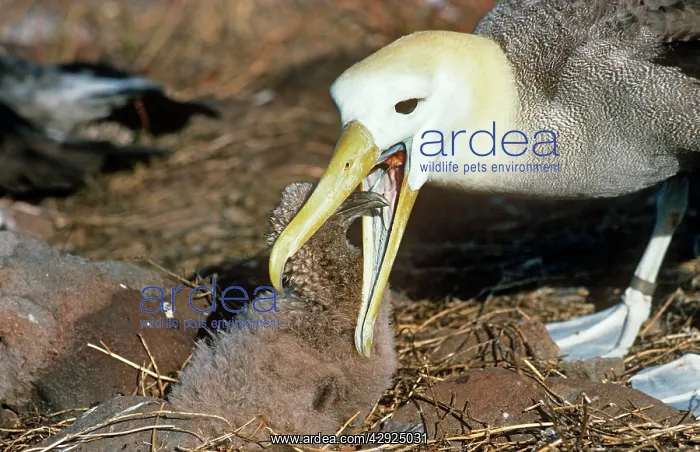 : Waved Albatross - feeding chick : Waved Albatross - feeding chick