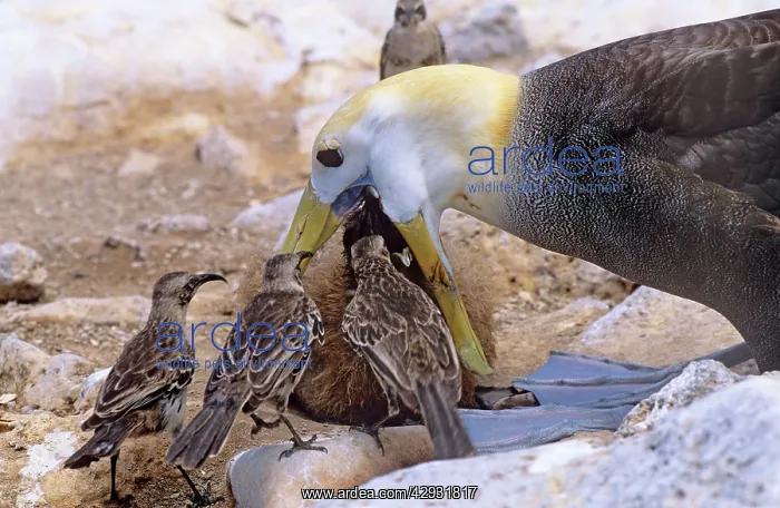 : Waved Albatross - feeding chick, with Hood Island : Waved Albatross - feeding chick, with Hood Island