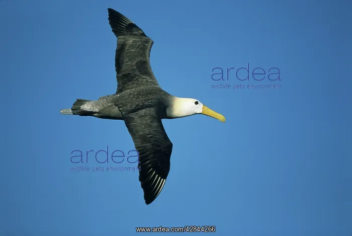 : Waved Albatross - in flight : Waved Albatross - in flight