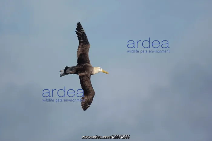 : Waved Albatross - in flight : Waved Albatross - in flight