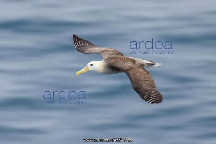 : Waved albatross flying, Espanola Island, Galapagos : Waved albatross flying, Espanola Island, Galapagos