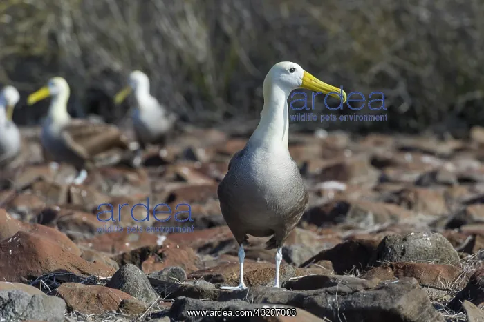 : Waved Albatross or Gal pagos Albatross (Phoebastria : Waved Albatross or Gal pagos Albatross (Phoebastria