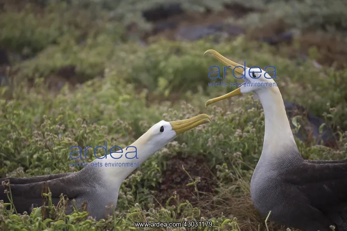 : Waved Albatross - Greeting on arrival at nest - : Waved Albatross - Greeting on arrival at nest -