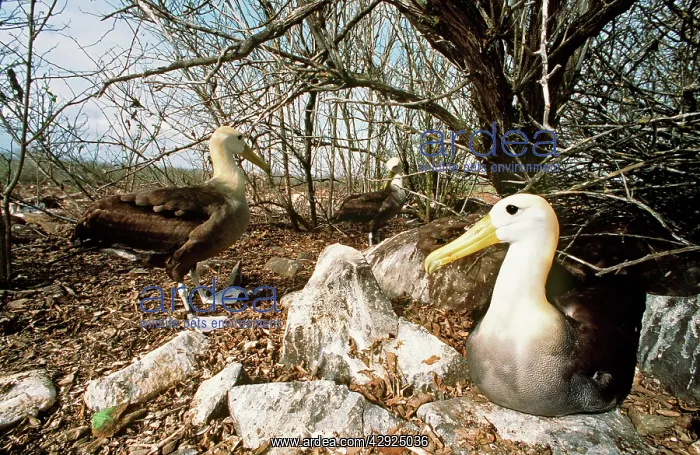  : Waved ALBATROSS - on nest