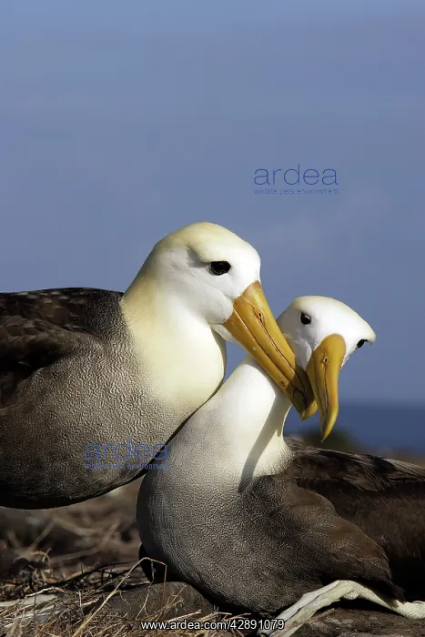 : Waved Albatross - pair : Waved Albatross - pair