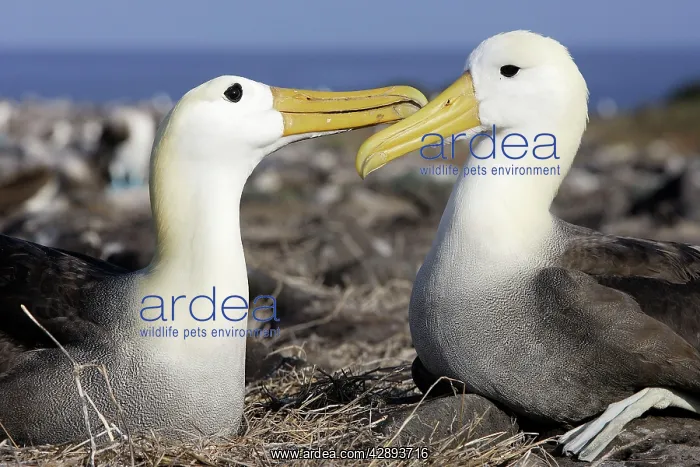 : Waved Albatross - pair : Waved Albatross - pair