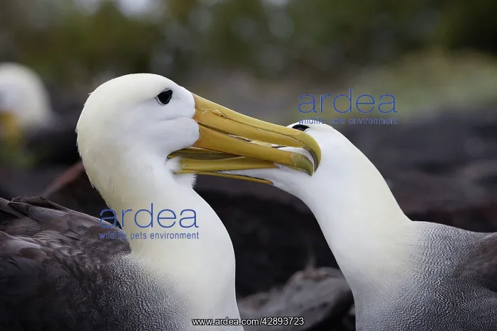 : Waved Albatross - pair : Waved Albatross - pair