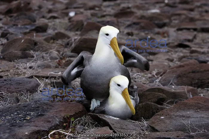 : Waved Albatross - pair : Waved Albatross - pair
