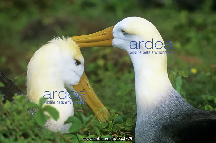 : Waved Albatross- pair bonding : Waved Albatross- pair bonding