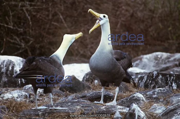 : WAVED ALBATROSS - pair, courtship gaping display : WAVED ALBATROSS - pair, courtship gaping display