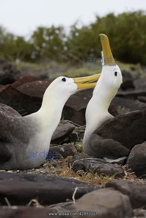 : Waved Albatross - pair grooming each other : Waved Albatross - pair grooming each other