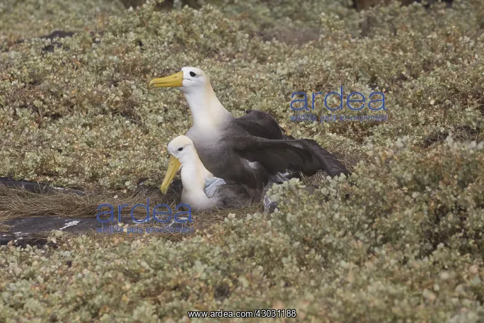 : Waved Albatross - Pair mating - On Espanola Island : Waved Albatross - Pair mating - On Espanola Island