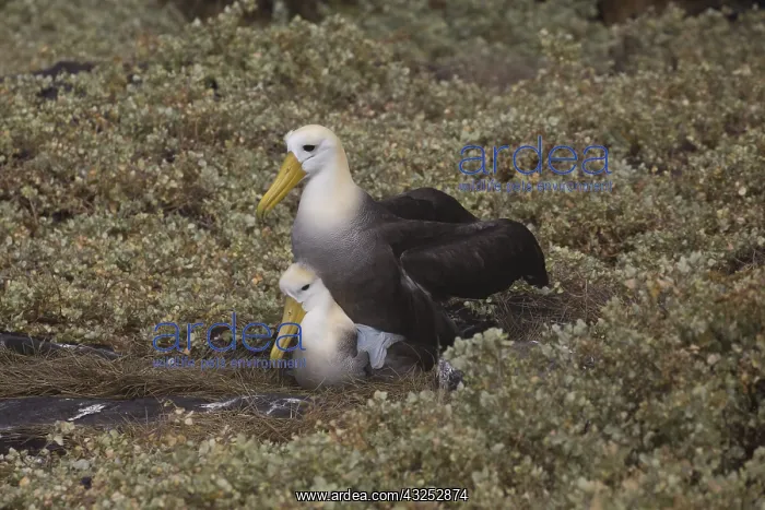 : Waved Albatross - Pair mating - On Espanola Island : Waved Albatross - Pair mating - On Espanola Island