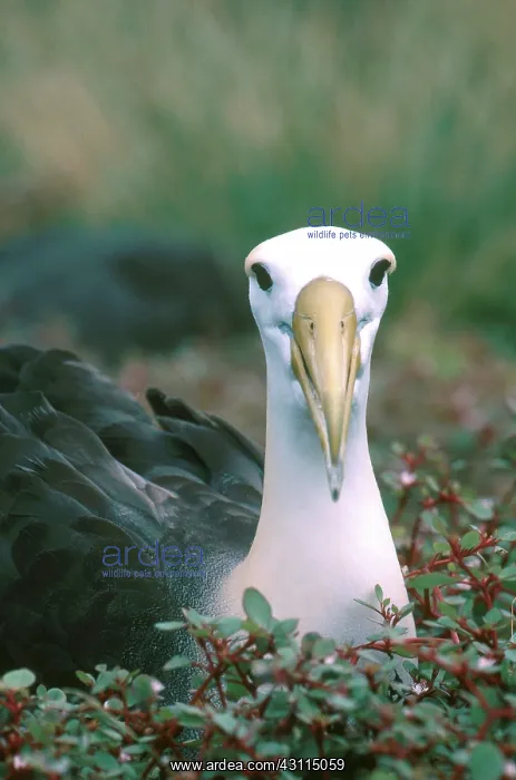 : Waved Albatross (Phoebastria irrorata) : Waved Albatross (Phoebastria irrorata)