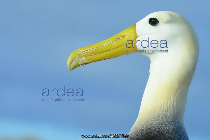: Waved albatross (Phoebastria irrorata), Punta Suarez : Waved albatross (Phoebastria irrorata), Punta Suarez