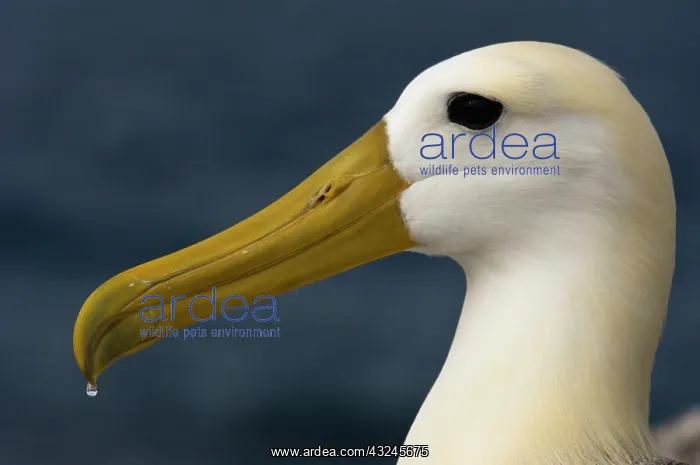 : Waved Albatross (Phoebastria irrorata) : Waved Albatross (Phoebastria irrorata)